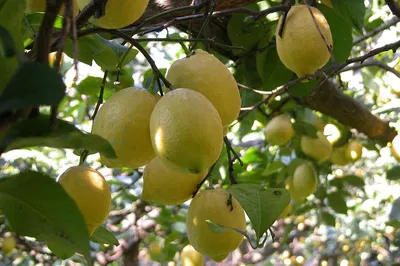 Sorrento Farm & Food Tour: Olive Oil, Limoncello & Wine