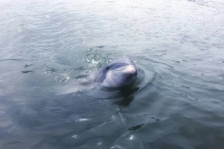 img0