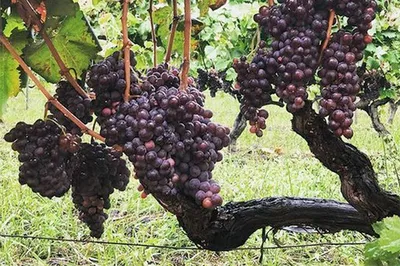 Etna Wine & Lunch Tour: Savor Sicilian Flavors!