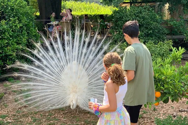 Unveiling Sóller Valley's Orange Paradise: A Private Walking Tour