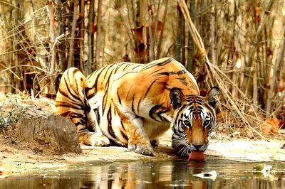 India's Jewels: Taj Mahal, Tiger Safari & Beach Bliss - A Multi-Day Adventure