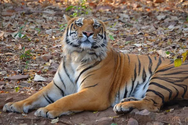 Estate of the Tiger & Temples: India's Wildlife and Spiritual Journey