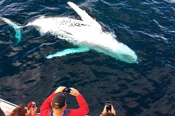 Encounter Majestic Giants: All-Inclusive Whale & Dolphin Watching Cruise in Puerto Vallarta!