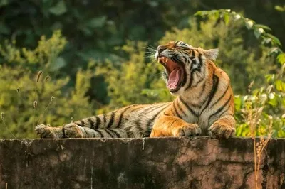 Delhi, Agra, Jaipur & Ranthambore 6-Day Car Tour