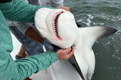 Epic Shark Encounters: Hook a Legend in Tampa Bay!