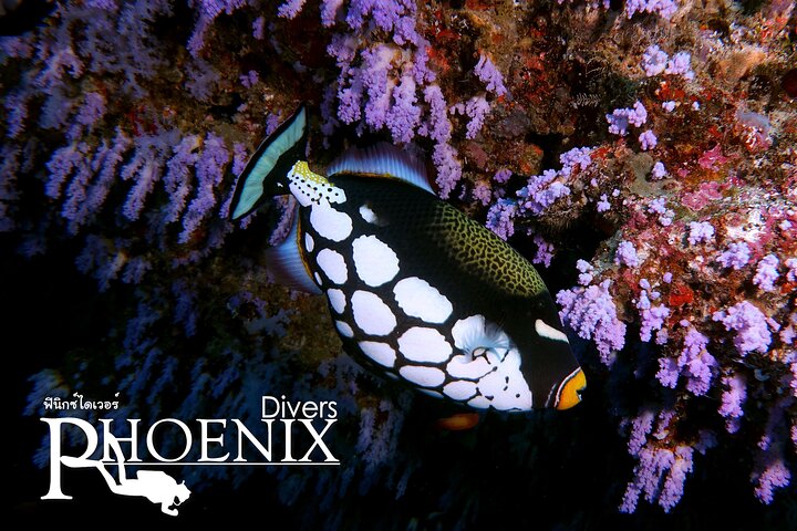 Dive into Paradise: Koh Lanta Scuba Adventure!