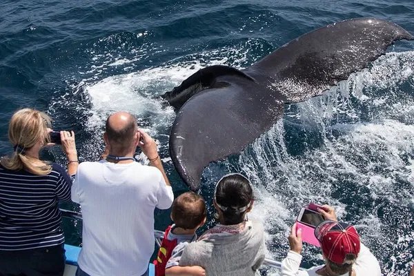 Newport Beach Whale Watching Cruise: See Giant Whales!