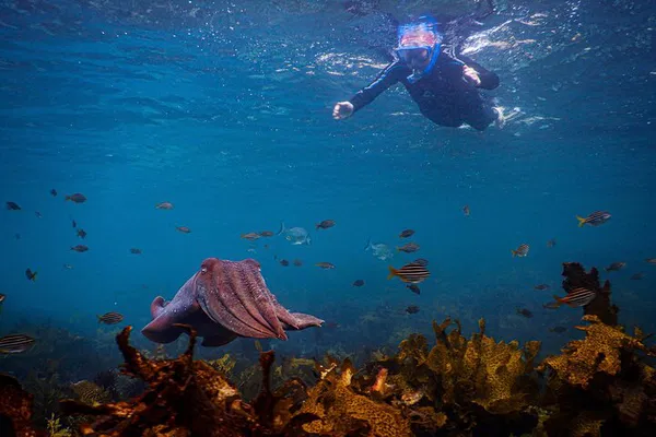 Discover Sydney's Underwater Wonders: A Snorkeling Adventure