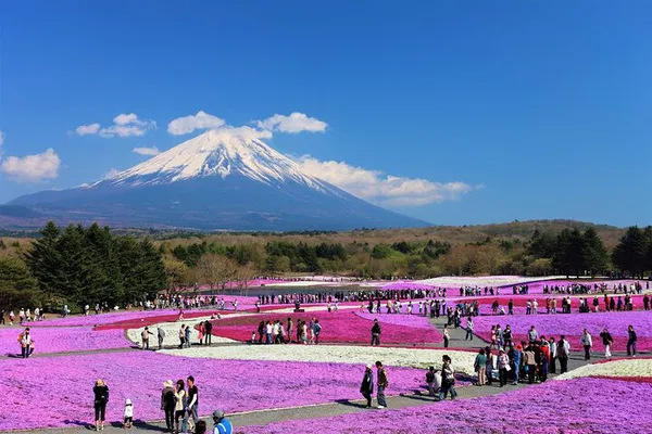 Private Mt. Fuji & Hakone Tour: English Guide & Tokyo Pickup
