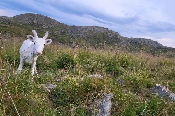 North Cape & King Crab Tour: Honningsvåg Arctic Adventure