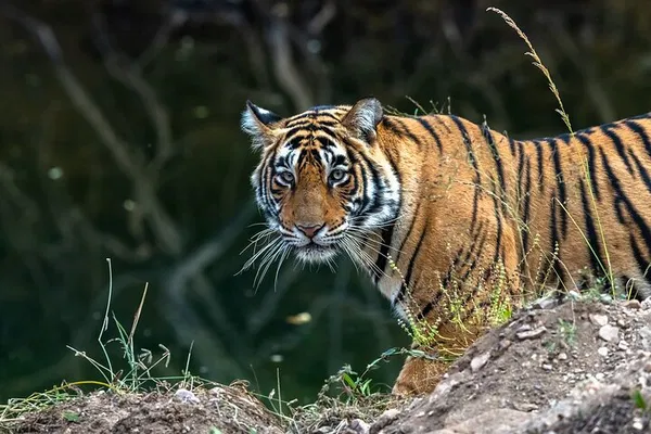 Ranthambore Tiger Safari Day Trip From Jaipur