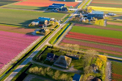 Explore Dutch Tulip Fields: A Local's Guided Bike Tour