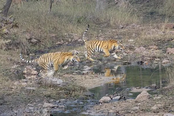 Roar into Adventure: Exclusive Ranthambore Tiger Safari