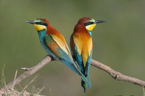 Dehesa El Águila: Exclusive Photography & Wildlife Paradise