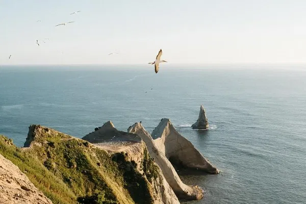 Cape Kidnappers Gannet Colony: An Overland Safari Adventure