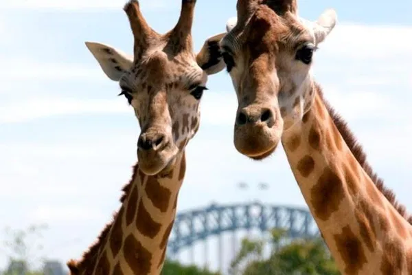 Sydney Harbour & Taronga Zoo: A Wild Ferry Adventure!