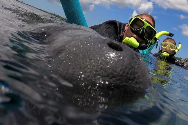 Unforgettable Manatee Encounter: VIP Snorkel Tour in Crystal River