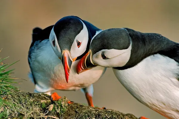 Reykjavik Puffin Cruise: See Birds Up Close!