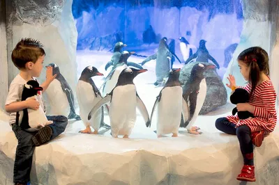 Birmingham SEA LIFE: Skip-the-Line Ticket