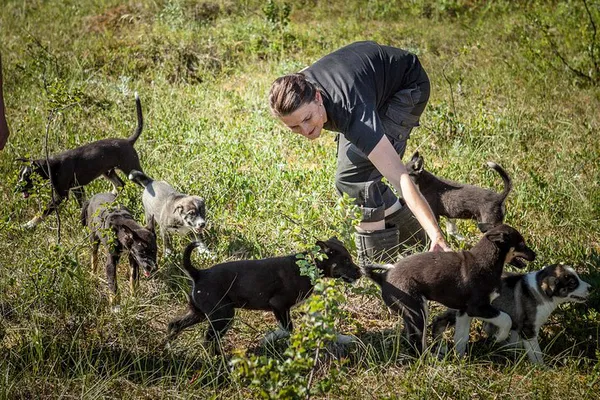 Tromsø Puppy Power: Train with Future Husky Stars!