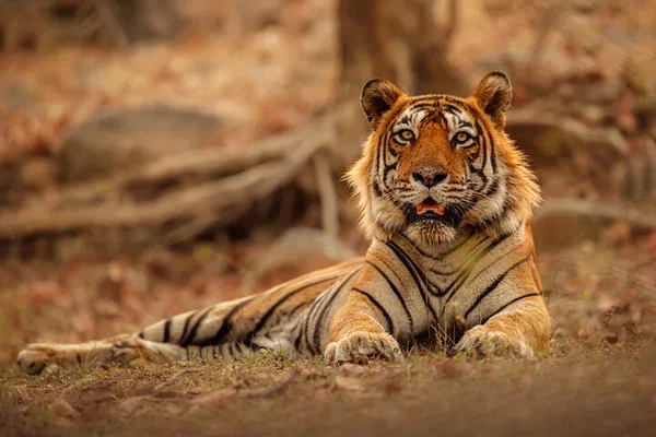 Unleash the Wild: Ranthambore Safari Day Trip from Jaipur