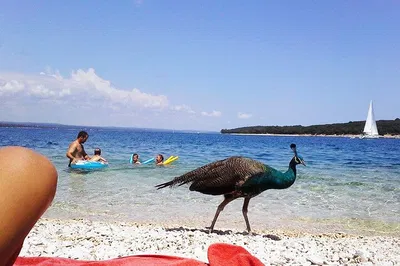 Brijuni National Park Day Cruise: Island Hopping Adventure with Lunch & Drinks!