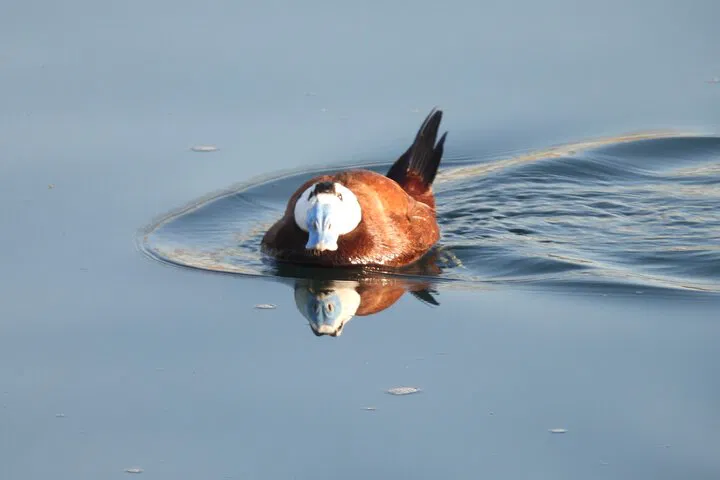 img0