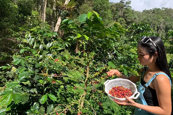 Dalat's Forest Coffee: Harvest, Production & River Immersion