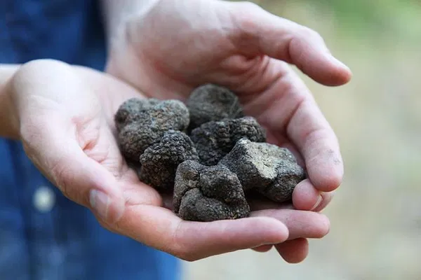 Unearth Provence's Hidden Treasure: A Truffle Hunting Adventure