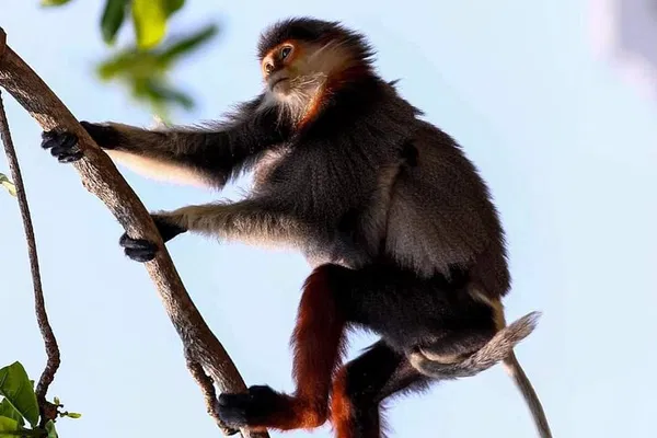 See Rare Monkeys: Red Shanked Douc Langur Tour, Vietnam