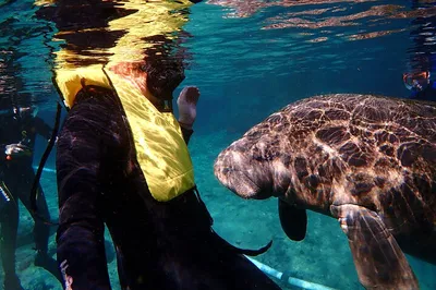 Swim with Gentle Giants: Deluxe Manatee Adventure in Crystal River
