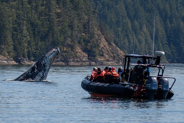 Campbell River Whale Watching: A Zodiac Adventure!