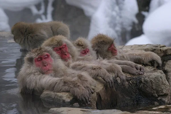 Nagano Snow Monkey Adventure: A Day of Hot Springs and Winter Wonders!