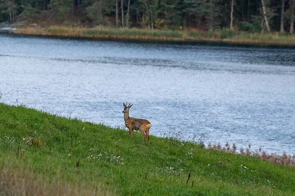 Stockholm Wildlife Safari: Discover Sweden's Wild Side in a Small Group