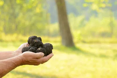 Unearth Istrian Truffle Treasures: A Gourmet Adventure with Wine
