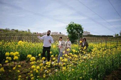 Uncork Istria: A Gastronomic Wine Tour from Rijeka & Opatija