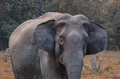 Delhi Day Trip: Taj Mahal & Ethical Elephant Sanctuary Adventure