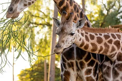 Get Up Close with Giants: A Giraffe Encounter at Melbourne Zoo