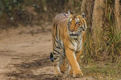 Unleash Your Inner Explorer: Private Sariska Tiger Safari from Jaipur