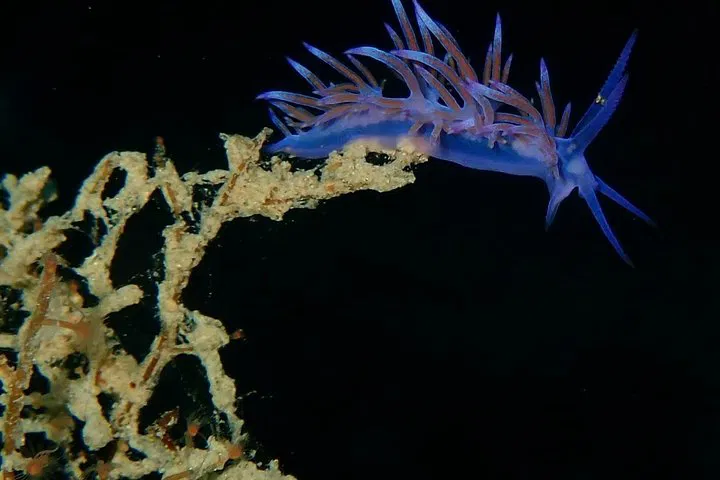 img0