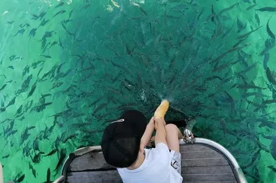 Pula: Swim with Fish on a Glass Bottom Boat Tour!