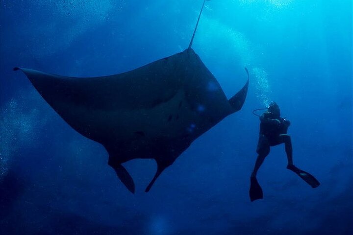 Similan Islands Scuba Adventure: Dive into Thailand's Underwater Paradise!