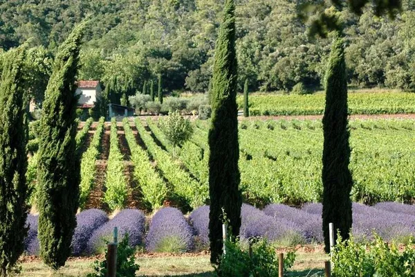 Luberon Wine Tour: Taste Provence from Marseille!