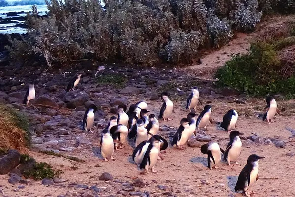 Phillip Island Private Tour: Penguins, Koalas & Coastal Wonders