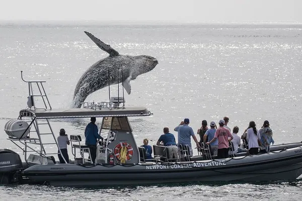 Newport Beach: Whale Watching Tour on Super RIB