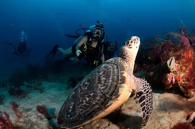 West Palm Beach: 2-Tank Scuba Dive Charter Adventure