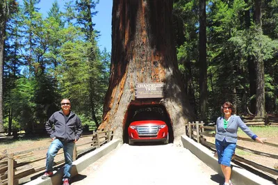 Avenue of Giants: 2-Day Redwood Kingdom Private Tour