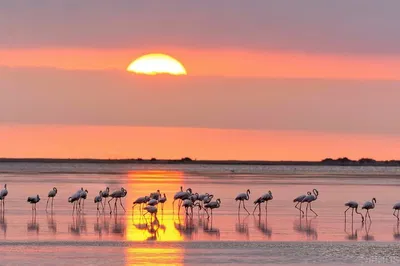 Ebro Delta's Sunset Spectacle: Witness Flamingos in Golden Light