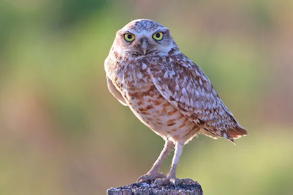 Great Salt Lake Birding Adventure: Witness Nature's Spectacle!