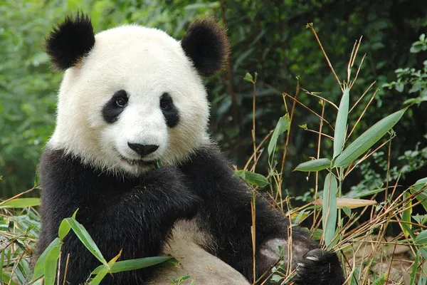 Zoo de Beauval: Private Luxury SUV Trip with Bilingual Driver